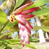 Flores e cores
