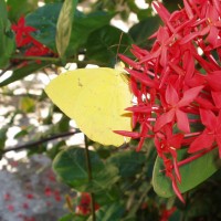 Flores e cores